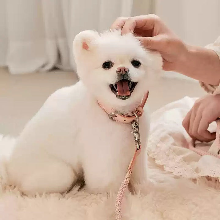 Leather Dog Collar with Matching Leash for Small and Medium Dogs