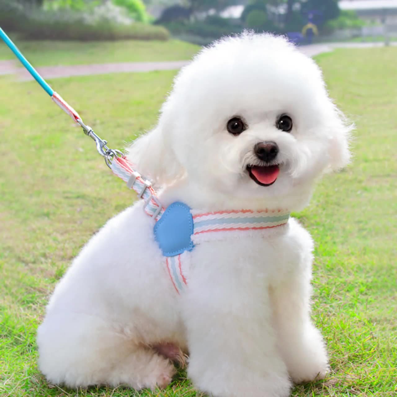 Breathable Summer Dog Harness & Leash Set – Mesh Vest for Small & Medium Dogs (S–L)