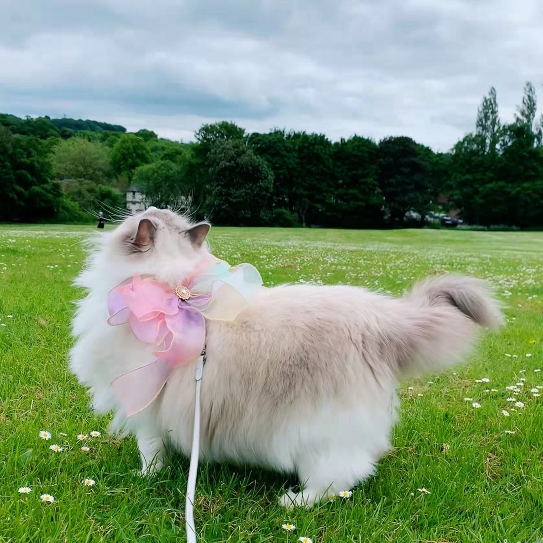 Butterfly Harness & Leash Set – Breakaway Safety Design for Cats & Small Dogs (S–M)