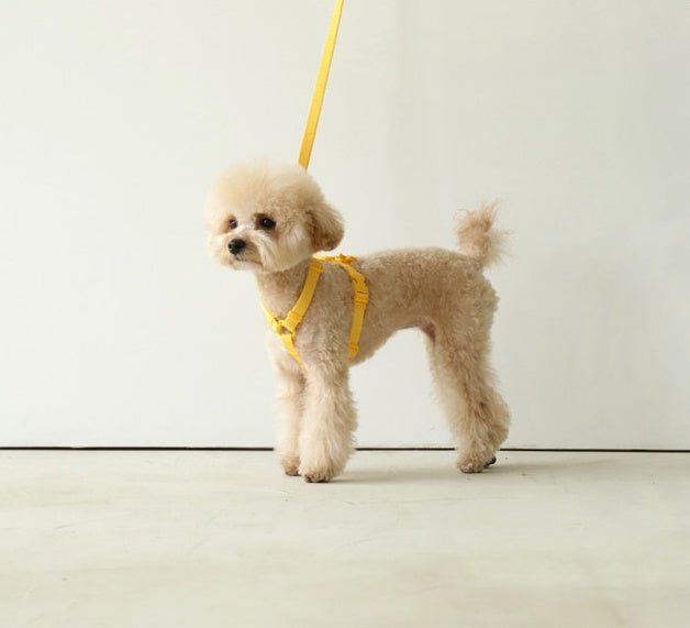 Macaron Color Dog Leash – Soft Pastel Walking Rope in 4 Colors (2M)